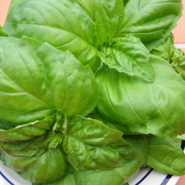 Basilikum fr�. Salatblad. Ocimum basilicum. XL pose. Ca. 7800 Fr�.