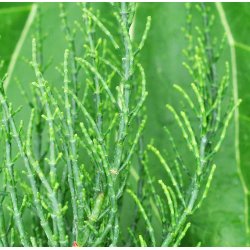 Kveller /Salturt. Salicornia europaea. Fr.