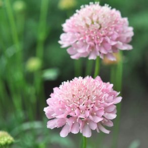 Enkeblomster fr�. Salmon Rose. Scabiosa atropurpurea. Ca. 130 Fr�.