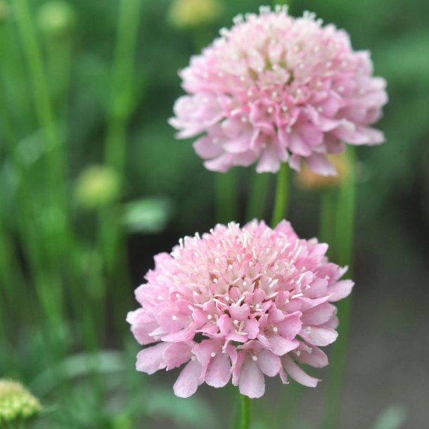 Enkeblomster fr�. Salmon Rose. Scabiosa atropurpurea. Ca. 130 Fr�.
