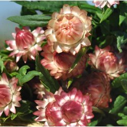Kmpeevighedsblomster. Salmon-rose. Helichrysum bracteatum. Fr