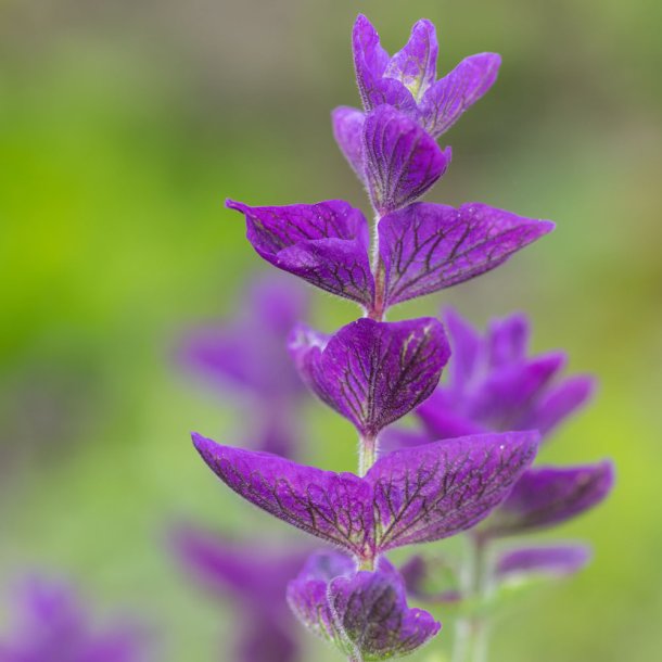 Salvie fr�. Blue monday. Salvia horminum. Dusksalvie. Ca. 1300 Fr�.