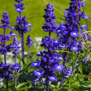 Salvie fr�. Texassalvie. Salvia farinacea. Ca. 300 Fr�
