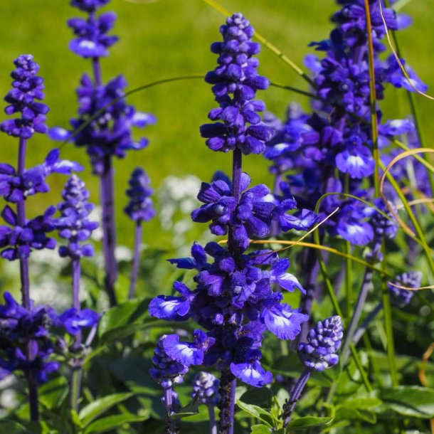 Salvie fr�. Texassalvie. Salvia farinacea. Ca. 300 Fr�