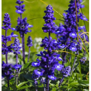 Salvie. Texassalvie. Salvia farinacea. Fr