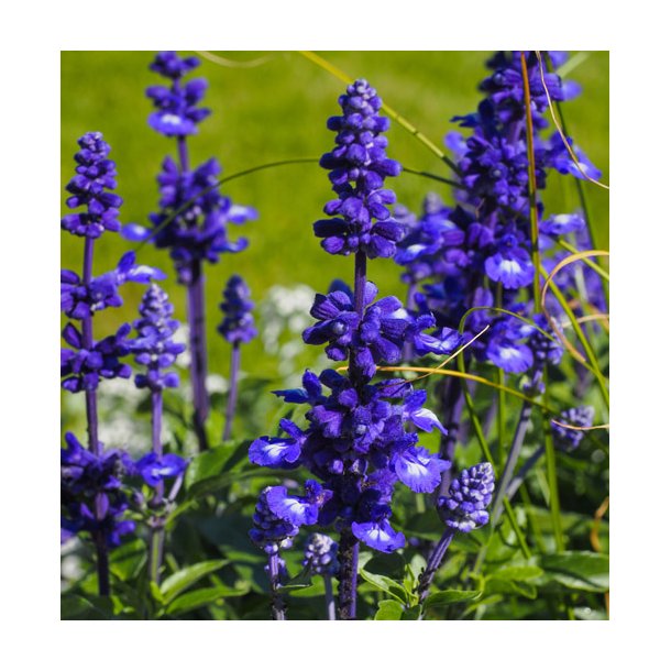 Salvie. Texassalvie. Salvia farinacea. Fr