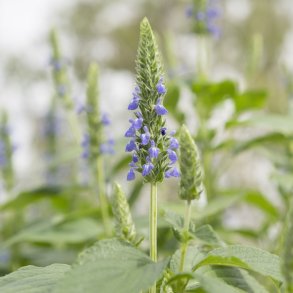 Salvia hispanica fr�. Chia. Ca. 800 Fr�