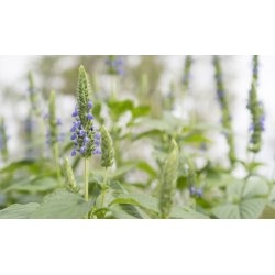 Salvia hispanica. Chia. Fr