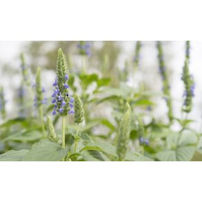 Salvia hispanica. Chia. Fr