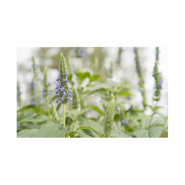 Salvia hispanica. Chia. Fr