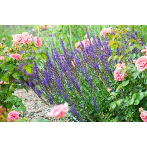 Smblomstret salvie. Salvia nemorosa. Violet. Fr