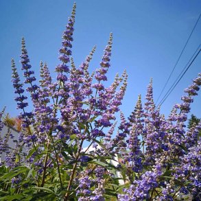 Sm�blomstret salvie fr�. Salvia nemorosa. Violet. XL pose. Ca. 12000 Fr�