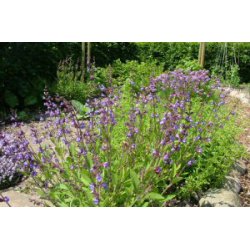 Salvie. Salvia officinalis. kologisk. Fr.