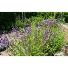 Salvie. Salvia officinalis. kologisk. Fr.