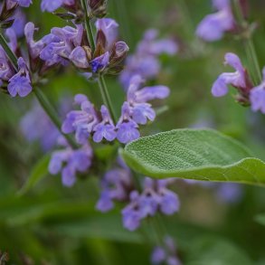 Salvie fr�. Salvia officinalis. �kologisk. Ca. 65 Fr�.