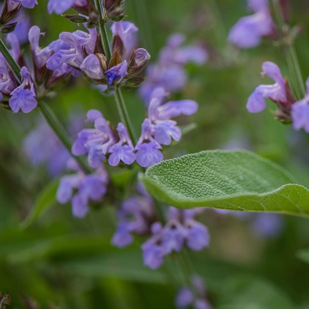 Salvie fr�. Salvia officinalis. Ca. 300 Fr�.