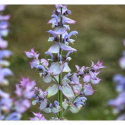 Salvie. Salvia sclarea. Muskatsalvie. Fr