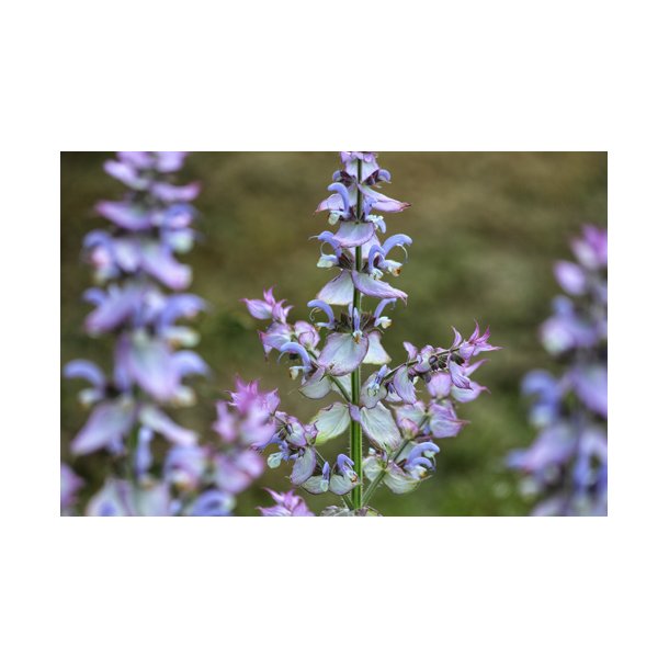 Salvie. Salvia sclarea. Muskatsalvie. Fr