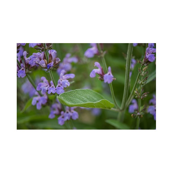 Salvie. Salvia officinalis. Fr.