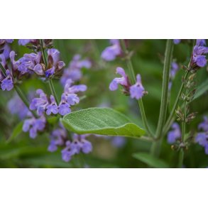 Salvie. Salvia officinalis. Fr.
