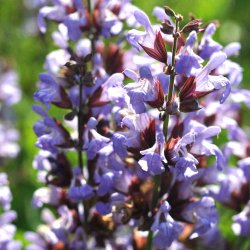 Salvie fr�. Salvia officinalis. �kologisk. Ca. 65 Fr�.