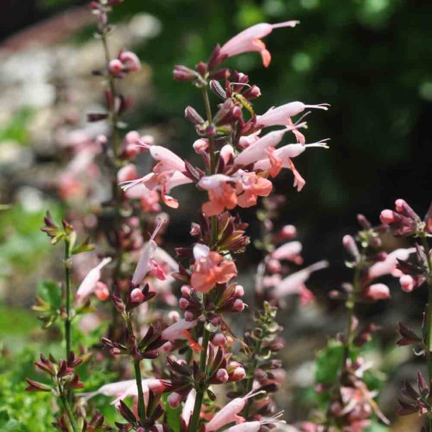 Salvie fr�. Salvia coccinea. Summer jewel pink. Ca. 50 Fr�.