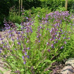 Salvie fr�. Salvia officinalis. �kologisk. Ca. 65 Fr�.