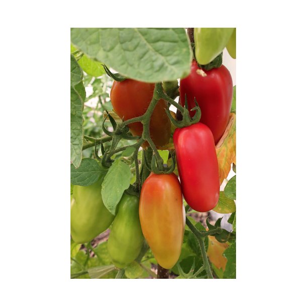Tomat, San Marzano. ID1796-1014. Fr.