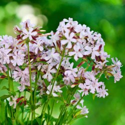 S�beurt fr�. Saponaria officinalis. Ca. 240 Fr�