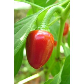 Chili. Ciliegia piccante. Capsicum annuum. Fr.