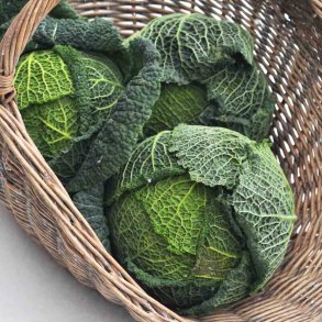 Savoyk�l fr�. Vertus 2 Brassica oleracea. Ca. 250 Fr�