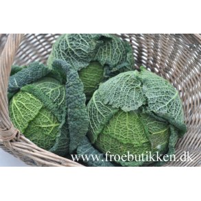 Savoykl. Vertus 2 Brassica oleracea. Fr