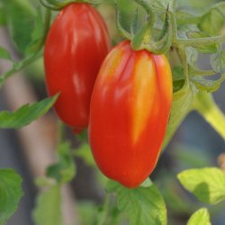 Tomat. Scatalone. Solanum lycopersicum. Fr.