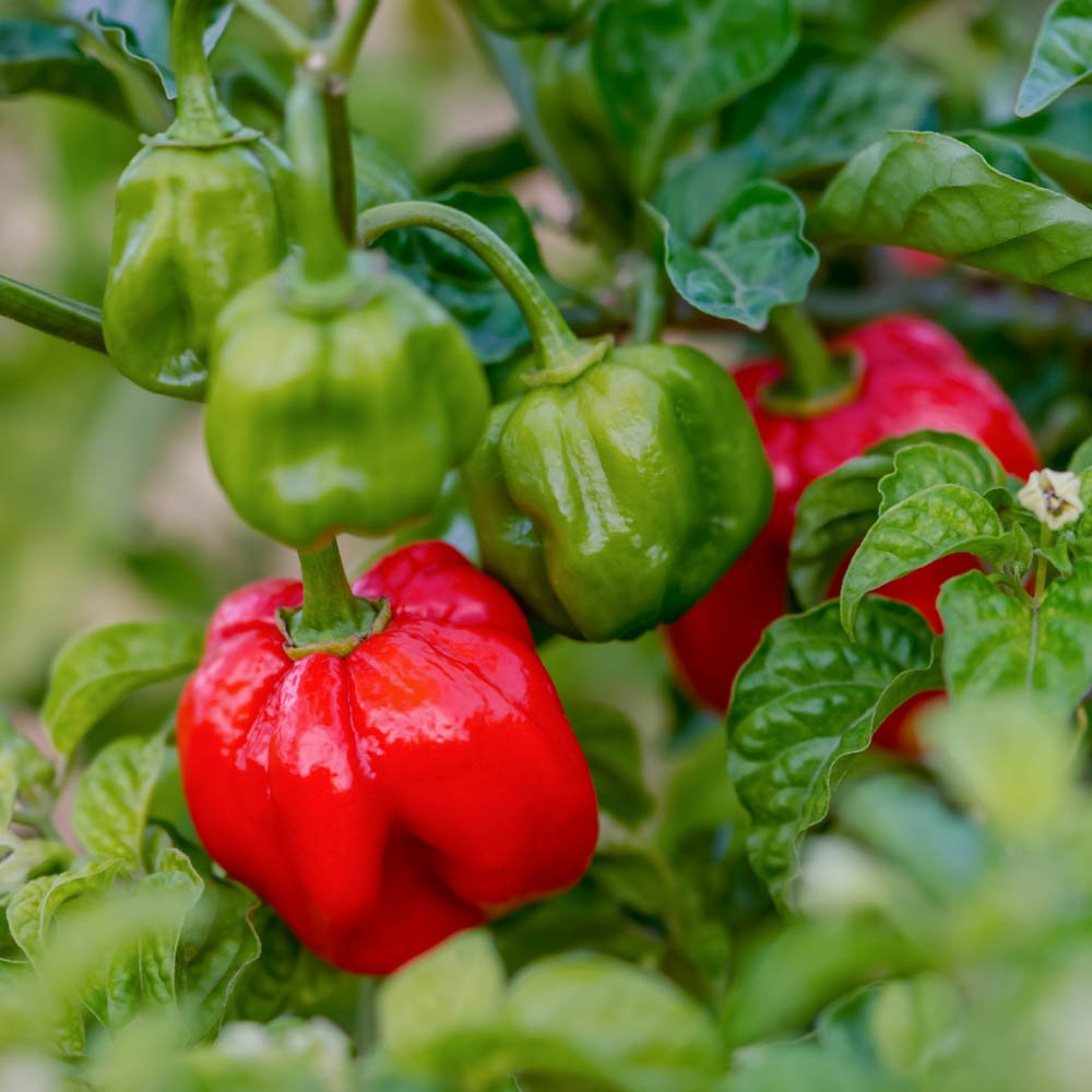 Scotch Bonnet chili