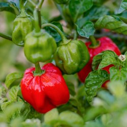 Chili fr�. Scotch Bonnet. Capsicum chinense. Ca. 10 fr�