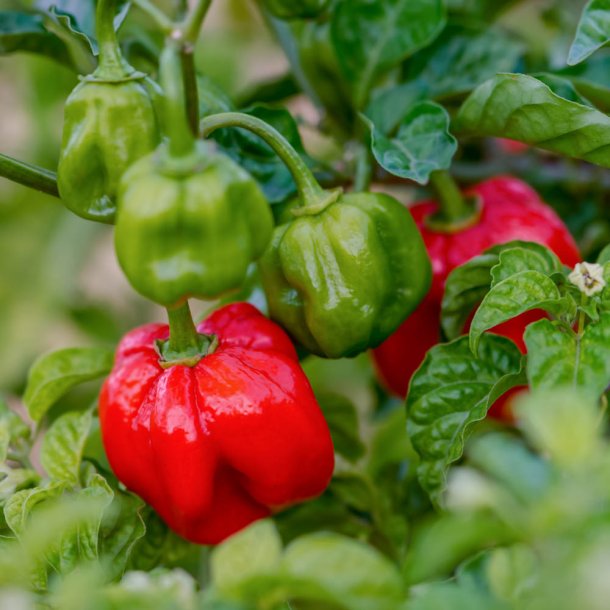 Chili fr�. Scotch Bonnet. Capsicum chinense. Ca. 10 fr�