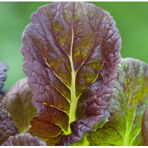 Sennepssalat. Purple Osaka. Brassica juncea. Fr