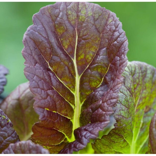 Sennepssalat. Purple Osaka. Brassica juncea. Fr