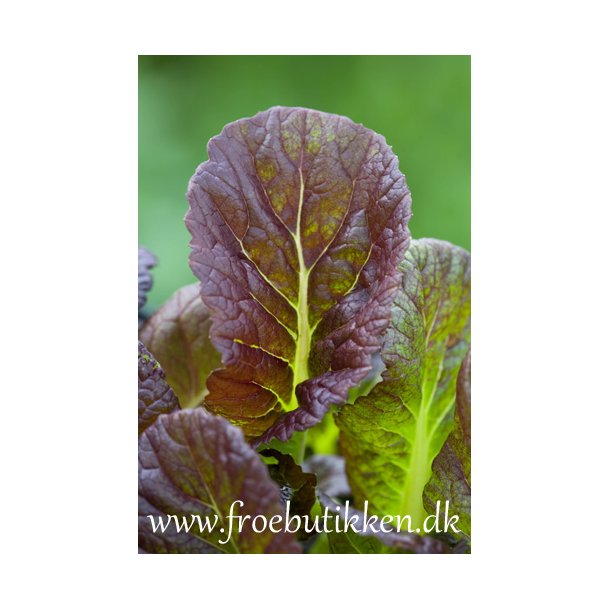 Sennepssalat. Purple Osaka. Brassica juncea. Fr