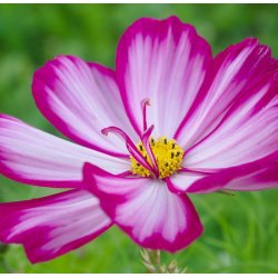 Stolt kavaler fr�. Sensation Candy stripe. Cosmos bipinnatus.Ca. 540 Fr�