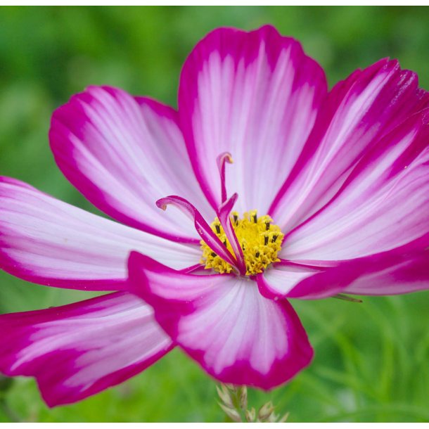 Stolt kavaler. Sensation Candy stripe. Cosmos bipinnatus.Fr