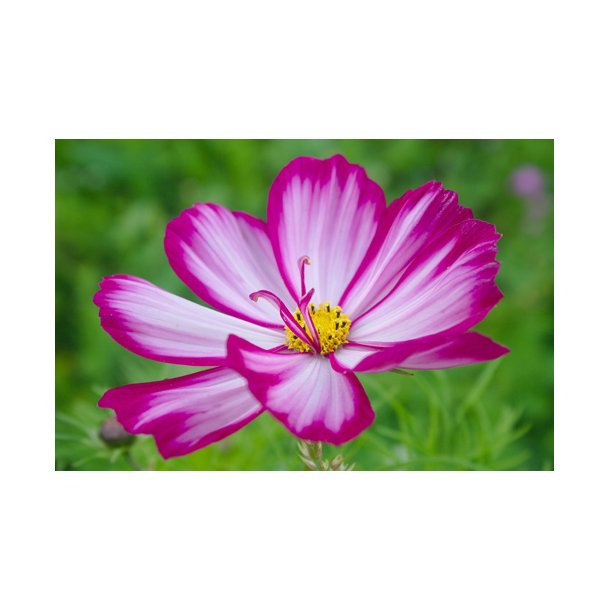 Stolt kavaler. Cosmos bipinnatus. Sensation Candy stripe. Fr
