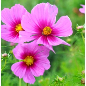 Stolt kavaler. Cosmos bipinnatus. Sensation radiance. Fr.