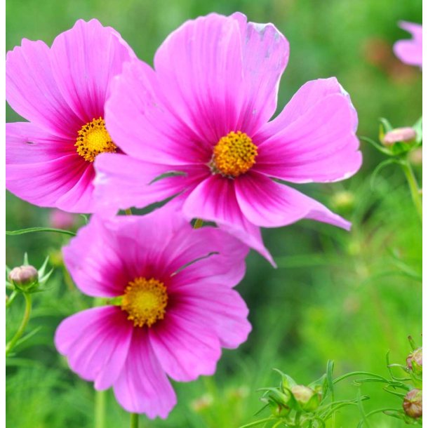 Stolt kavaler. Cosmos bipinnatus. Sensation radiance. Fr.