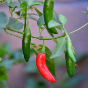 Chili fr�. Serrano. Capsicum annuum. Ca. 12 Fr�