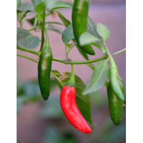Chili. Serrano. Capsicum annuum. Fr