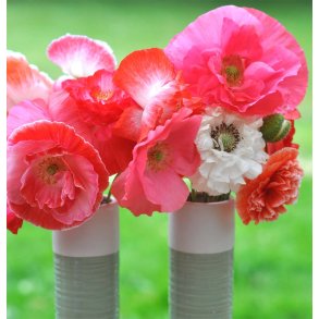 Valmue. Shirley double mix.  Papaver rhoeas. Fr