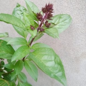 Basilikum. Ocimum basilicum. Lakrids. Fr