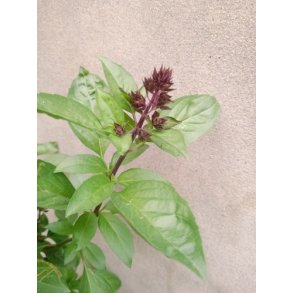 Basilikum. Ocimum basilicum. Lakrids. Fr