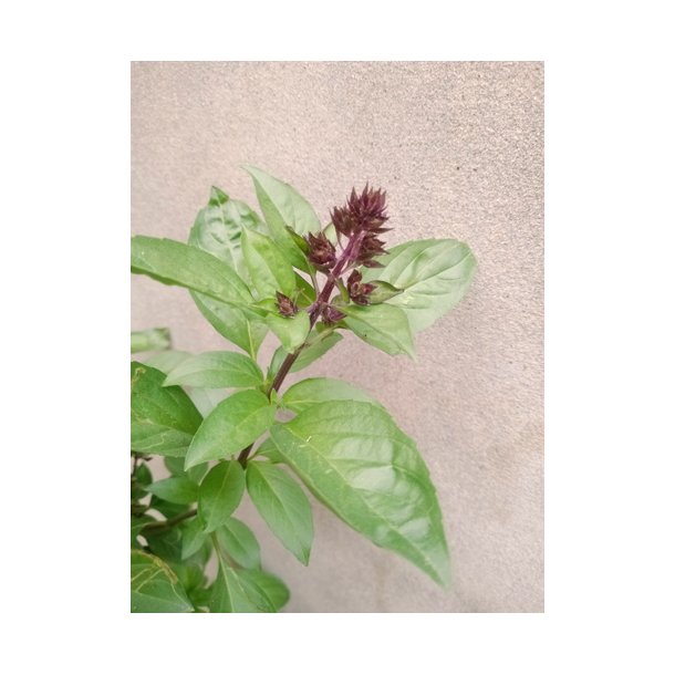 Basilikum. Ocimum basilicum. Lakrids. Fr